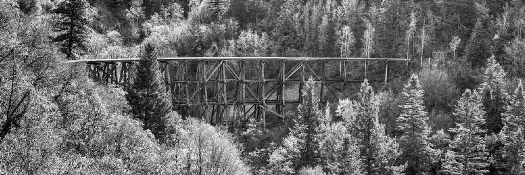 A bridge surrounded by a forest